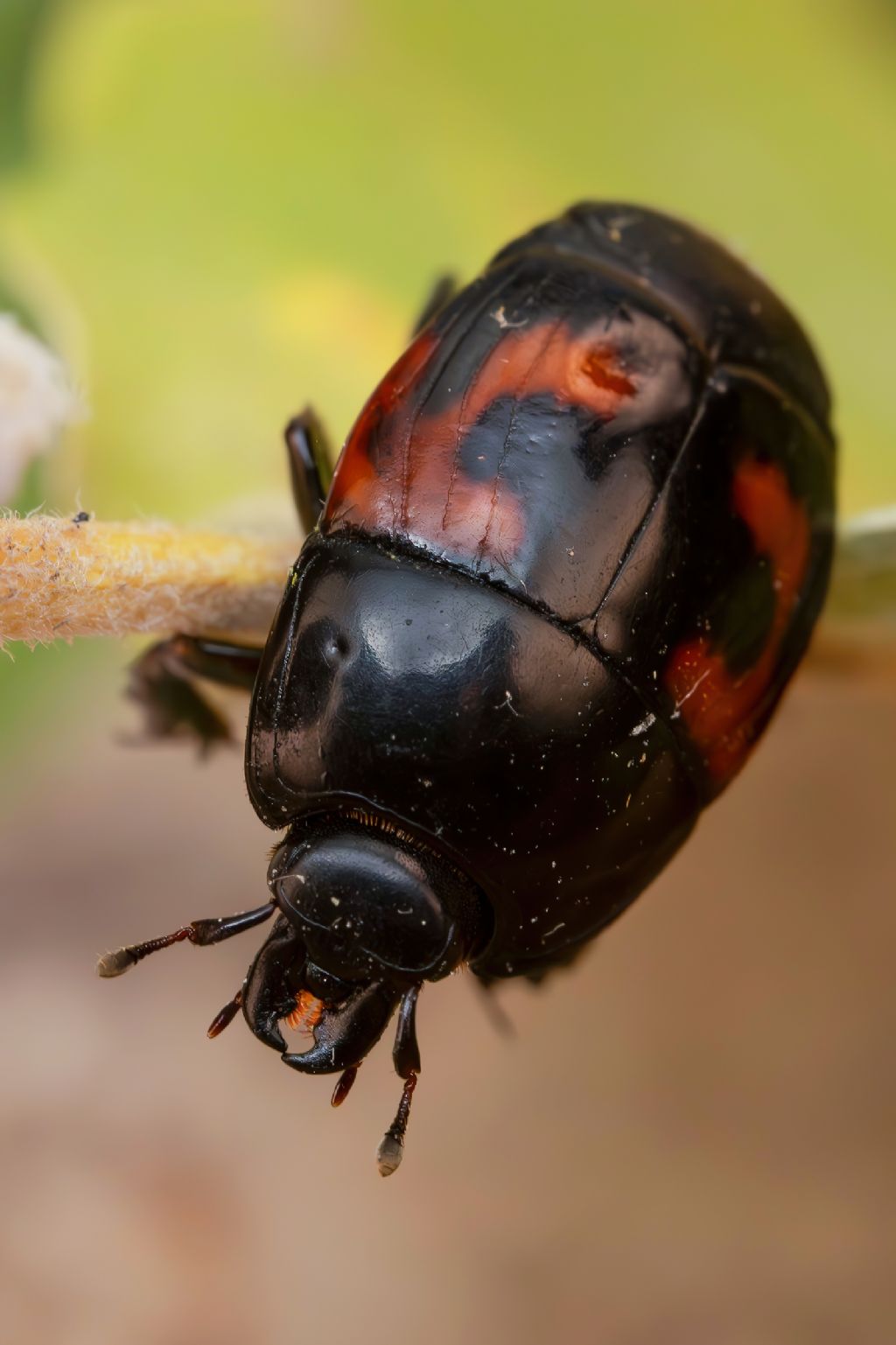 Histeridae - Hister quadrimaculatus